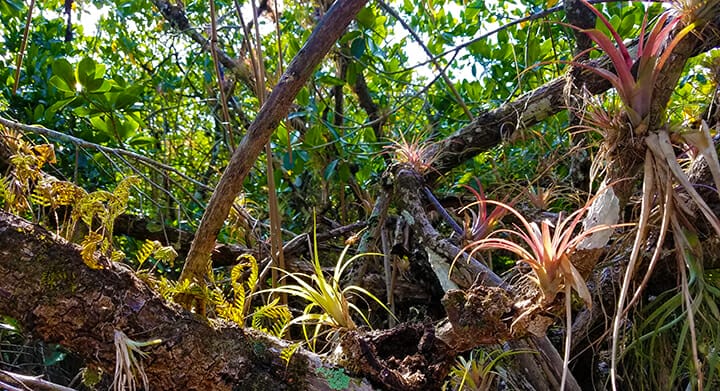 Big Cypress Everglades paddling trail bromeliads amidst the mangroves