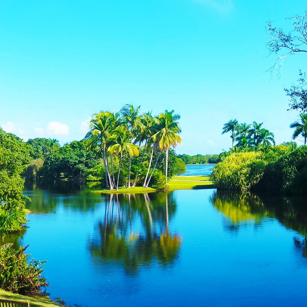 Fairchild Tropical Botanic Garden, Palm Trees by Florida Balm