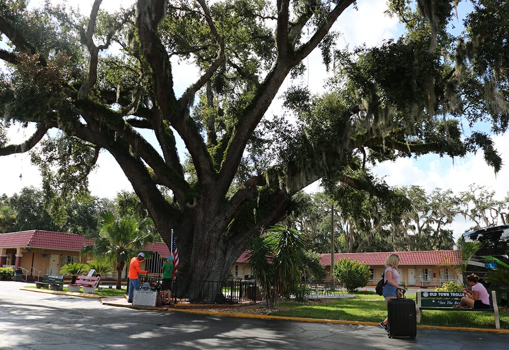 Old Senator Oak Tree of St. Augustine Florida