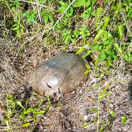 gopher tortoise at Koreshan State Park in Southwest Florida found along the nature trails