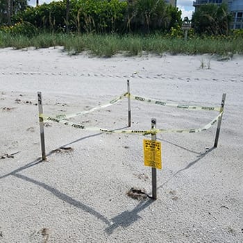 Sea turtle nests on Naples North Gulfshore Beach