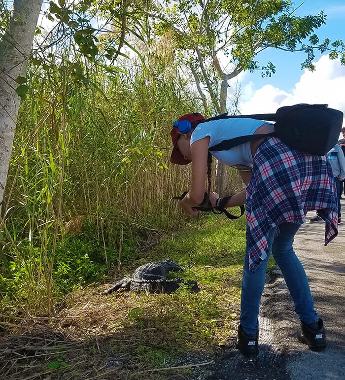 Anhinga Trail at Royal Palm Visitor Center in Everglades National Park, alligator up close by Florida Balm