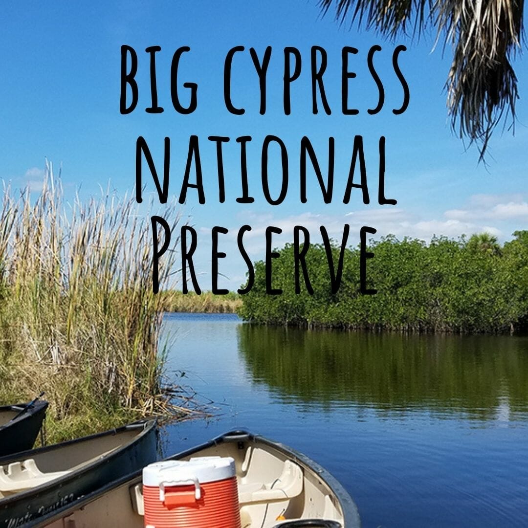 Big Cypress National Preserve Everglades Padding by Florida Balm