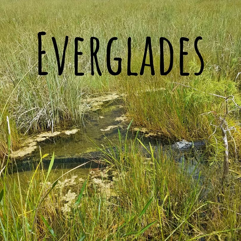 Everglades Florida Favorites Blog button for Florida Balm blog