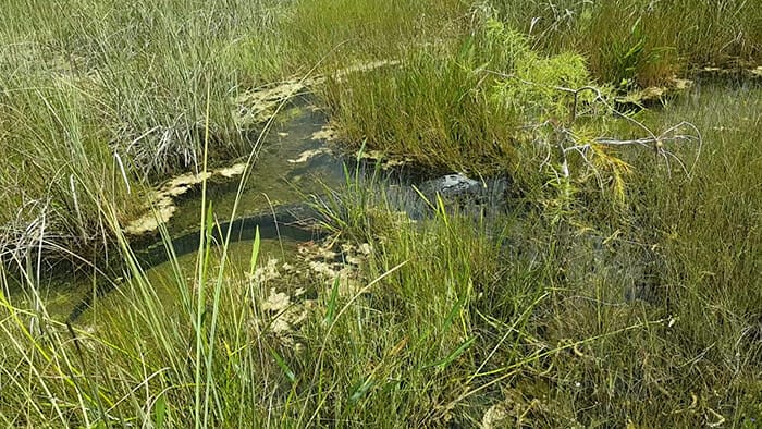 Mahogany Hammock Trail Alligator at Everglades National Park