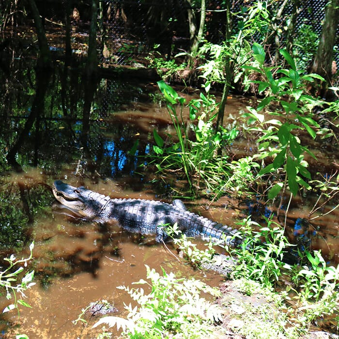 Busch Wildlife Sanctuary in Jupiter