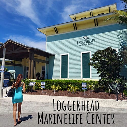 Loggerhead Marinelife Center in Jupiter Florida