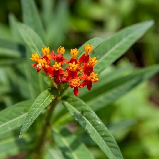 Florida native milkweed