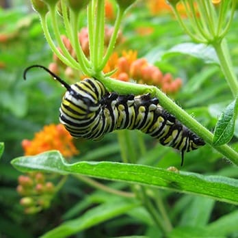 Monarchs and Milkweed in Florida - Florida Balm