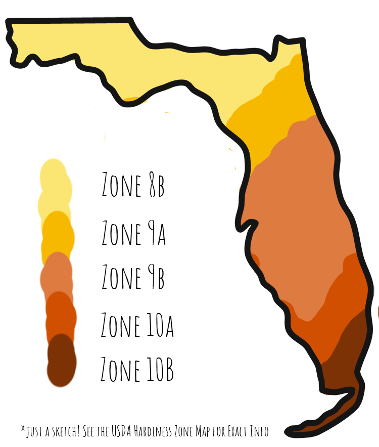 Florida plant hardiness zone map sketch by Florida Balm