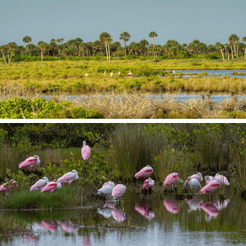 Merritt island Wildlife Sanctuary with Roseate Spoonbills