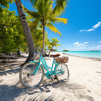 All about Florida bicycle on a Florida beach under a palm tree