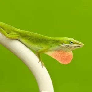 Green anole commonly found in Florida