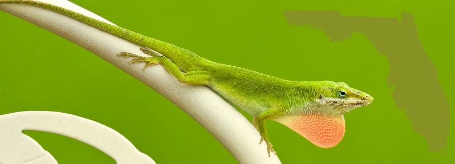 Green anole commonly found in Florida