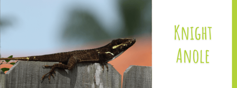 Florida Lizards: 5 Most Common Reptilian Residents - Florida Balm