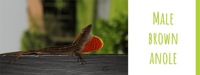 Florida Lizards: 5 Most Common Reptilian Residents - Florida Balm