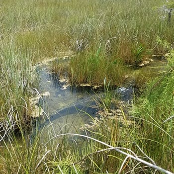 Alligator at Everglades National Park