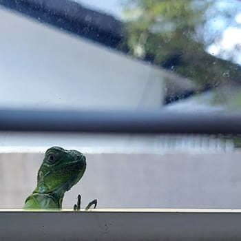 baby green iguana on a window of a home in South Florida looking inside