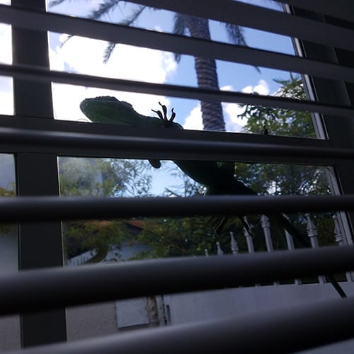 Baby green iguana hanging on window screen