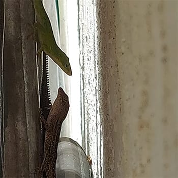 Florida brown anole and small green anole together