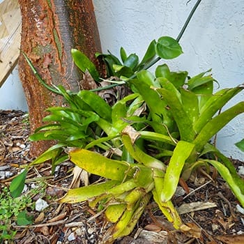 Florida brown anole lizard on a bright green bromeliad in sunny South Florida