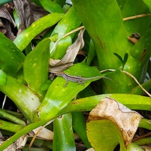 Florida Lizards: 5 Most Common Reptilian Residents - Florida Balm