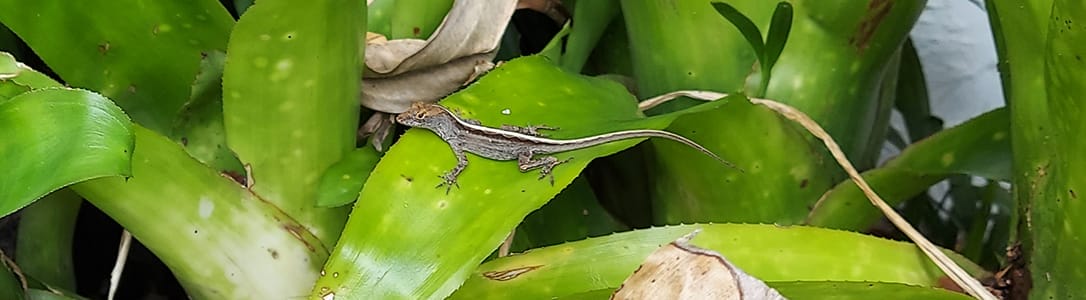 Florida Lizards: 5 Most Common Reptilian Residents - Florida Balm