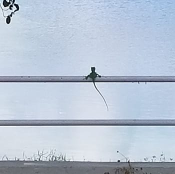 Green anole at the lake sitting on a metal railing in South Florida