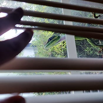 Green anole on a window of a south florida home looking inside