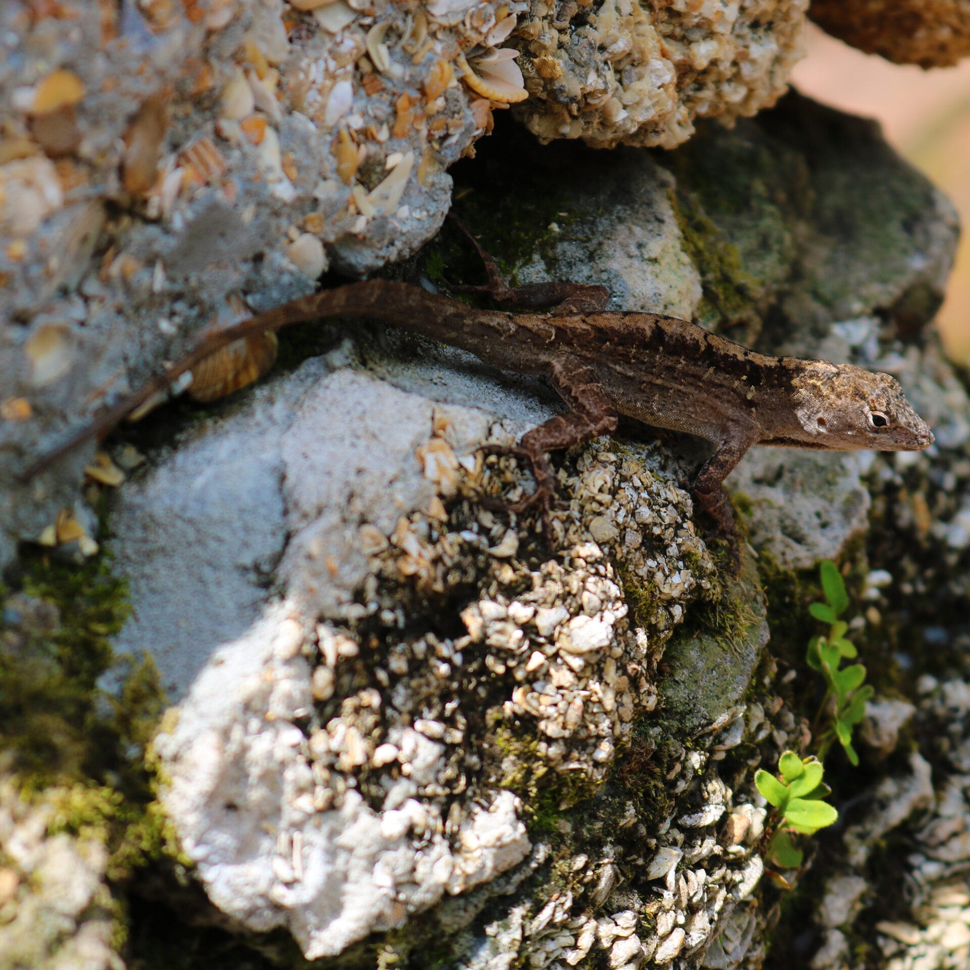 Florida Lizards: 5 Most Common Reptilian Residents - Florida Balm