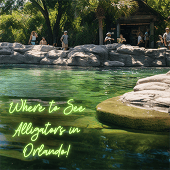 where to see alligators in Orlando Florida