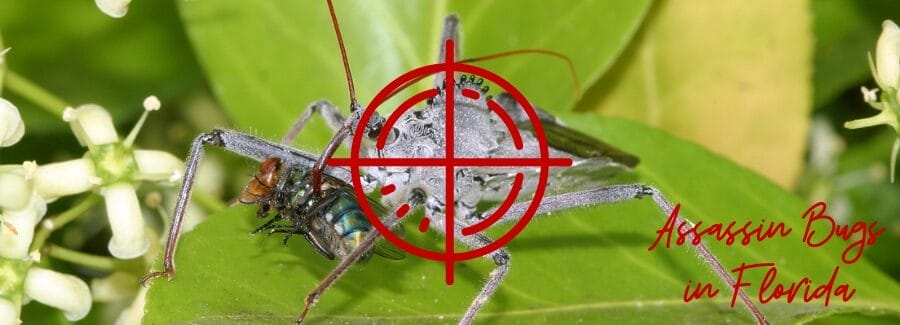 Assassin bugs in Florida