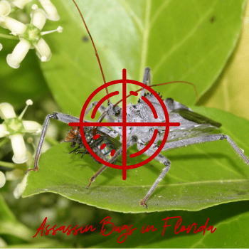 Assassin bugs in Florida