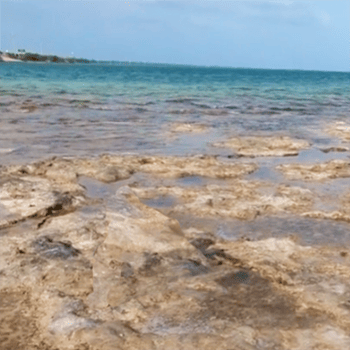 Finding Tide Pools in Florida - Florida Balm