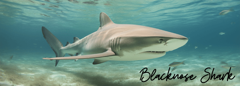 Blacknose shark