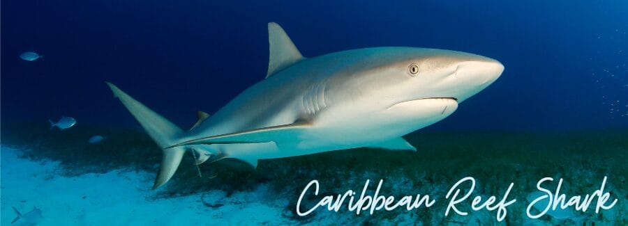 Caribbean Reef Shark