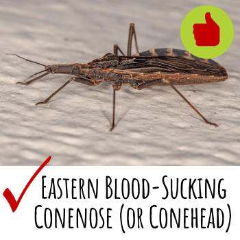 Eastern Blood Sucking Conenose Assassin Bug