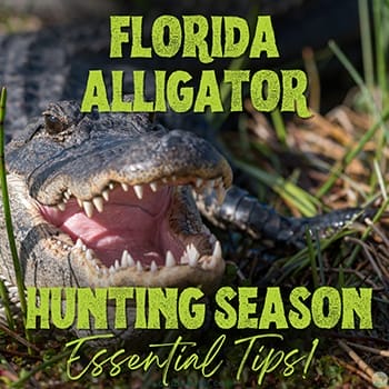 Florida alligator hunting season essential tips