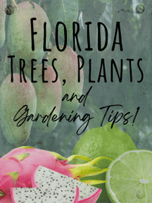 Florida trees, plants and gardening tips