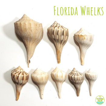 Florida whelks shells