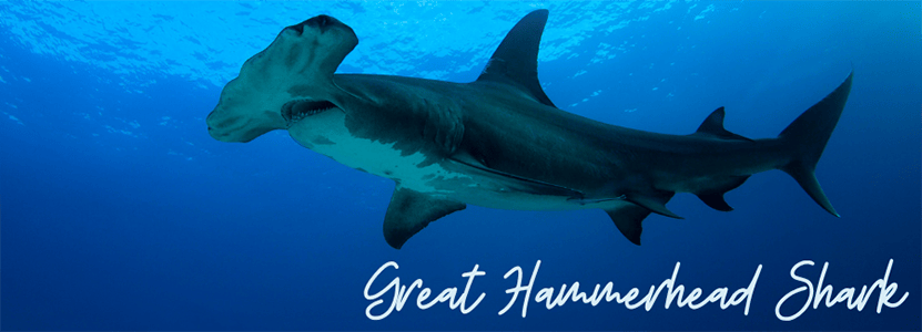 Great Hammerhead Shark