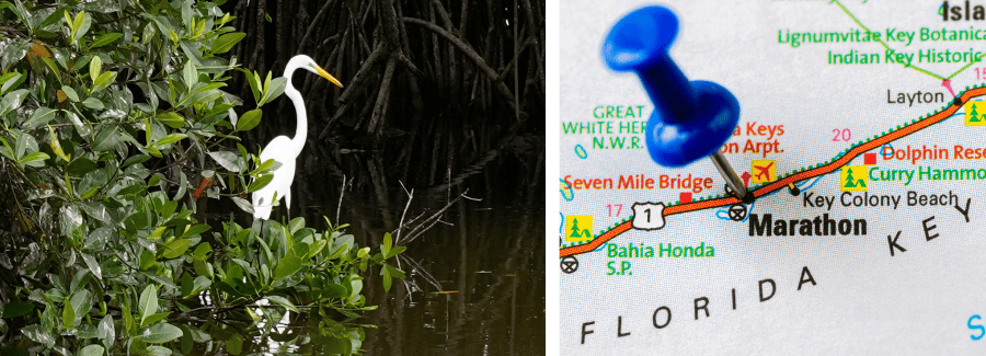 birding in the Florida Keys mangroves