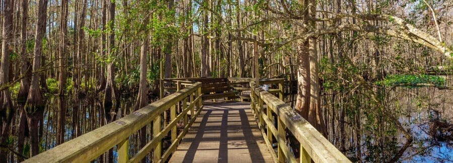 Highlands Hammock State Park boardwalk in Sebring Florida