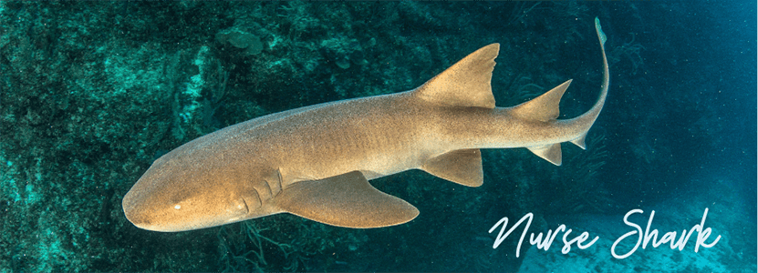 Nurse shark