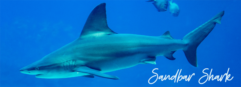 Sandbar shark