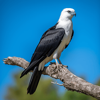 Swallow-tailed kite bird of prey in Florida