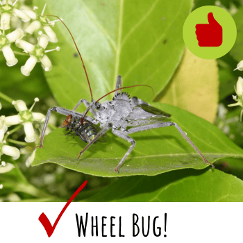 Assassin Wheel Bug is good