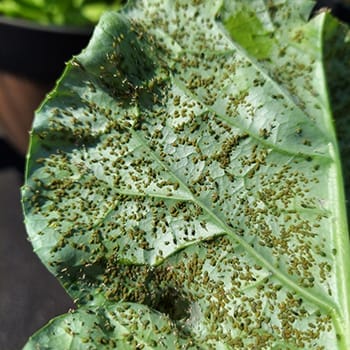 aphids on pepper plants in Florida