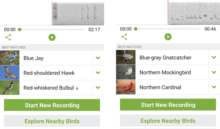 birding Merlin app results