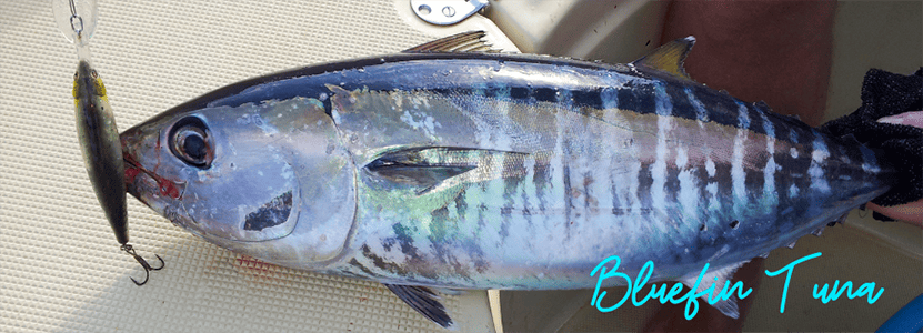 bluefin tuna fishing